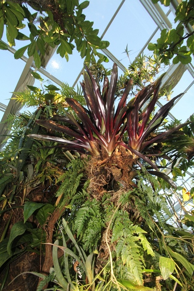 Phalaenopsis   078.jpg